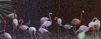Pink Flamingoes at the Durban Bird Park