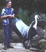 Wattled Crane at the Durban Bird Park