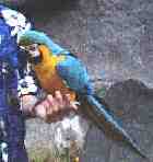 Blue & Gold Macaw at the Durban Bird Park