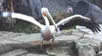A White Pelican  spreads his wings at the Durban Bird Park