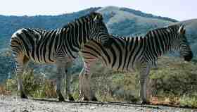 Zebras in Hluhluwe NP, South Africa