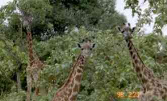 Giraffe in Arusha NP