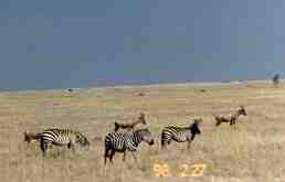 the endless plain of the Serengeti