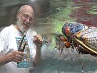 battle with giant cicada